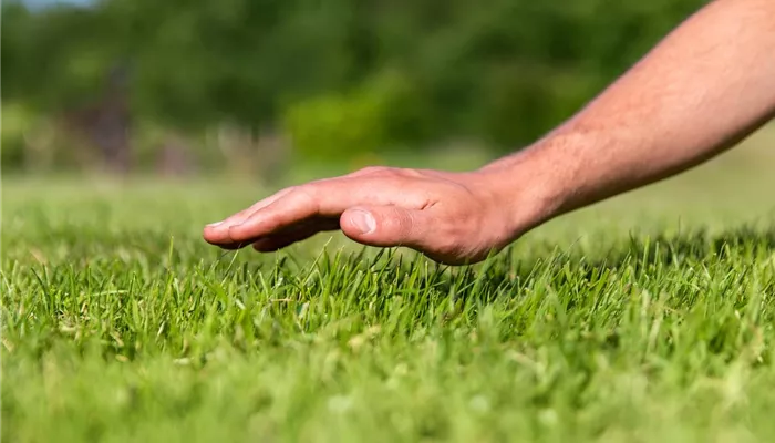 Gartenarbeit - gemähter Rasen