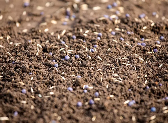 Gartenbau - Rasensamen mit Blaukorn