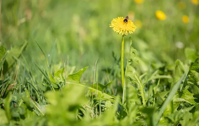 Taraxacum officinale